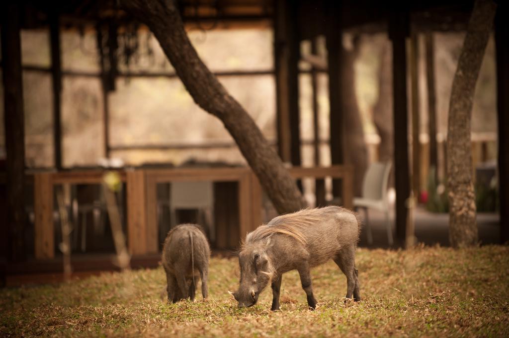 Moditlo River Lodge Hoedspruit Luaran gambar