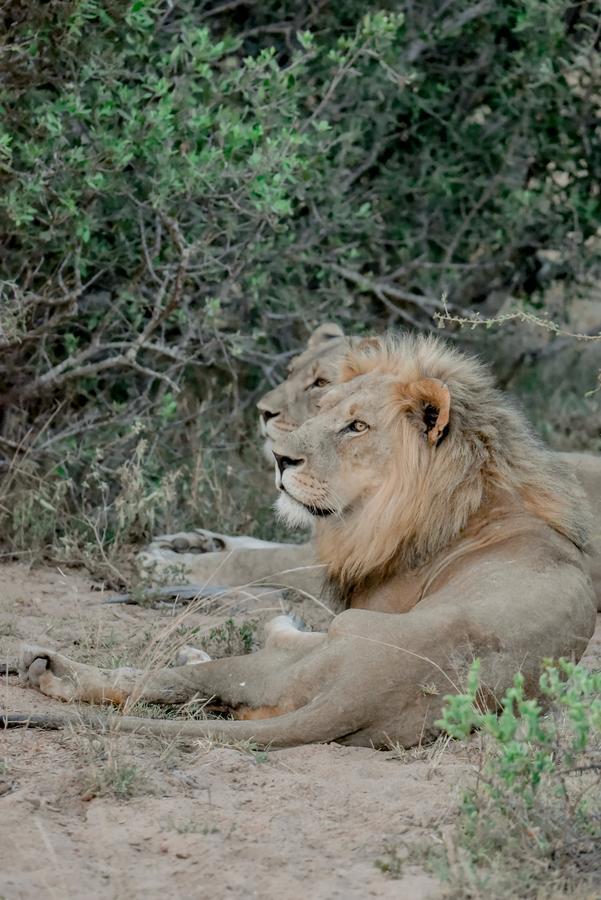 Moditlo River Lodge Hoedspruit Luaran gambar